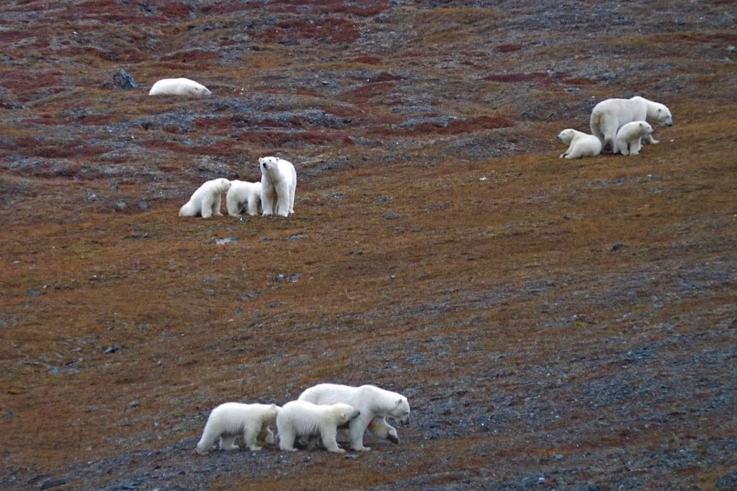 Wrangel Island Bears: Cruise Along the Chukotka Coast